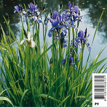 Iris Sibirica - Iris de Sibéri bleu 2,30 €