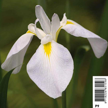 Iris Kaempheri White