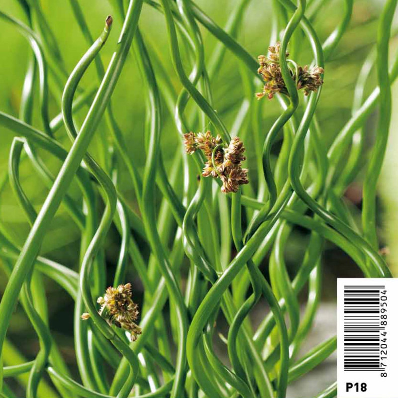 Juncus effusus Spiralis - Jonc 3,50 €