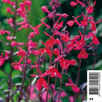 Lobelia fulgens Queen Victoria - Loblie de l'eau rouge 3,50 €