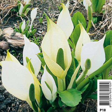 Lysichiton camtschatcensis - Arum bananier blanc 5,95 €