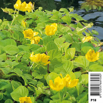 Lysimachia nummularia Aurea - Lysimaque 3,50 €