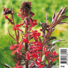 Lobelia Cardinalis - Lobélie cardinale 3,50 €