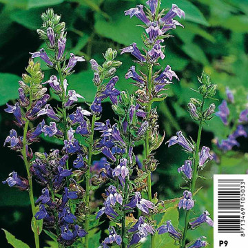 Lobelia siphilitica - Lobélie siphilitique  2,30 €