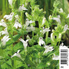 Lobelia siphilitica ALBA