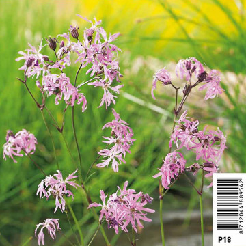 Lychnis flos-cuculi - Œillet des près 3,50 €