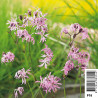 Lychnis flos-cuculi - Œillet des près 3,50 €