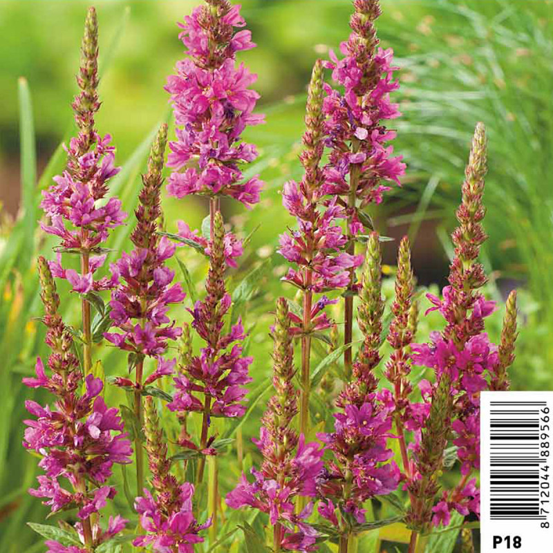 Lythrum salicaria - Salicaire commune pot 18 x 18cm 7,50 €