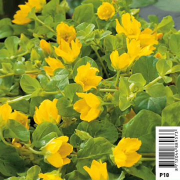 Lysimachia nummularia - Lysimaque 2,29 €