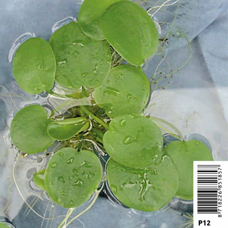 Limnobium spangia - Morène américaine 2,30 €