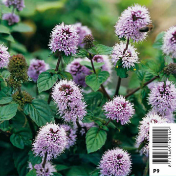 Mentha aquatica mauve - Menthe aquatique