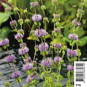 Mentha pulegium - Menthe