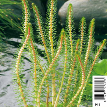 myriophyllum-crispata