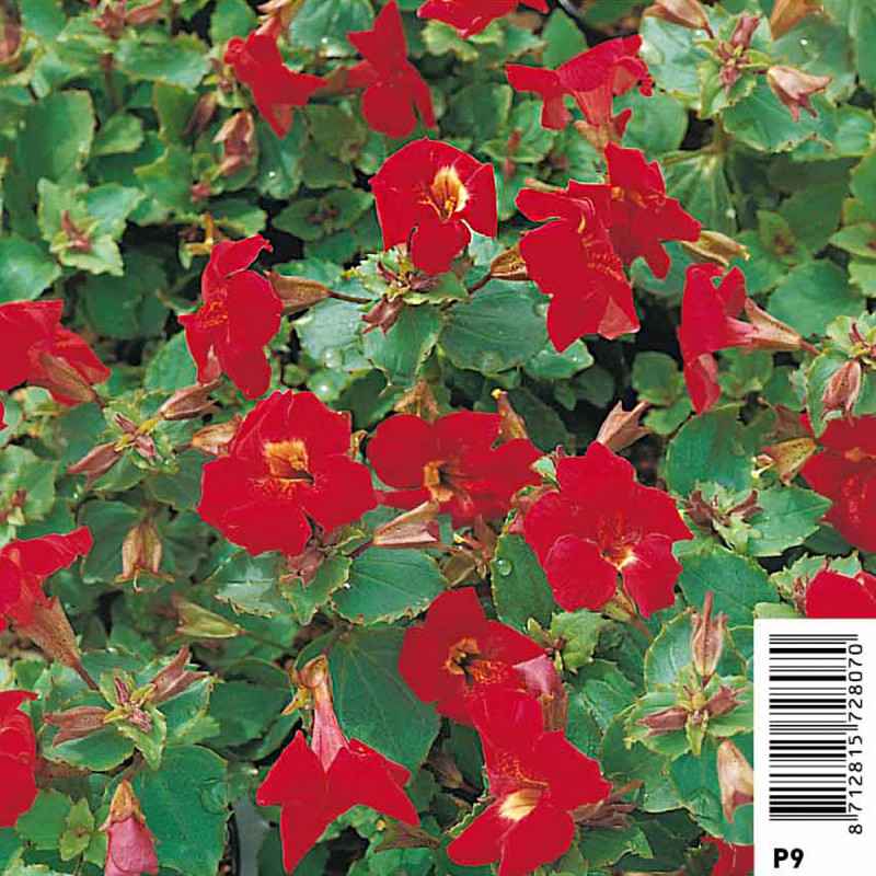 Mimulus bonfire red