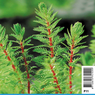 Myriophyllum red stem