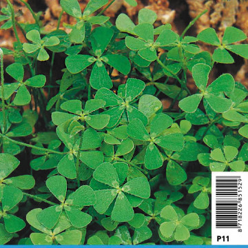 Marsilea quadrifolia -