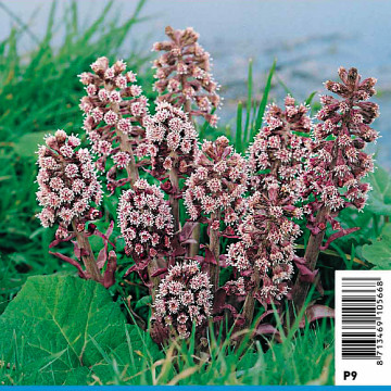 Petasites hybridus - Pétasites 5,00 €