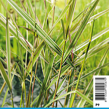 Phalaris arundinacea Picta (Feuillage panaché) -Ruban de la vierge ...