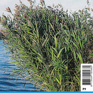 Phragmites australis - Roseau commun 3,50 €