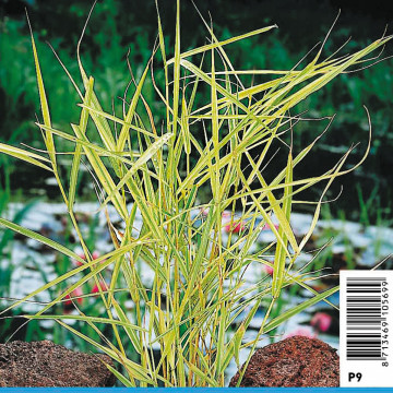 Phragmites australis Variegata yellow - Roseau varié