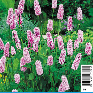 Polygonum bistorta - Renouée 2,30 €