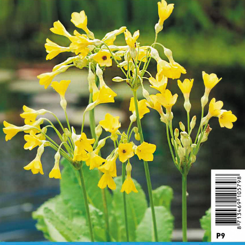 Primula florindae - Primevère 2,30 €