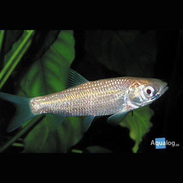 Carpes mangeuses d'algues albinos 12-15 cm  6,50 €