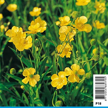 Ranunculus lingua - Renoncule aquatique