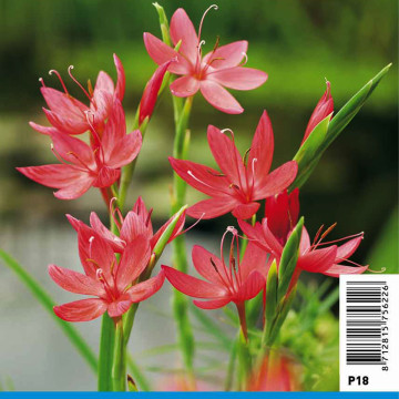 Schizostylis coccinea Major (rouge) - Lis des Cafres 'Major'