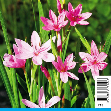 Schizostylis coccinea Mrs Hegarty (rose) - Lis des Cafres 'Mrs Heag...