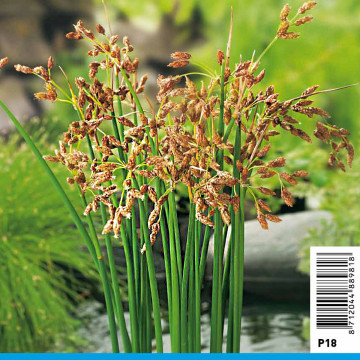 Scirpus lacutris 3,10 €