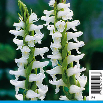 Spiranthes cernua chadd's ford - Spirante d'été 5,50 €