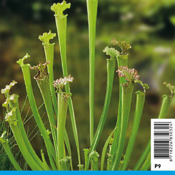 Sarracenia farnhamii 3,90 €