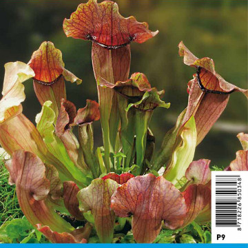 Sarracenia Maroon