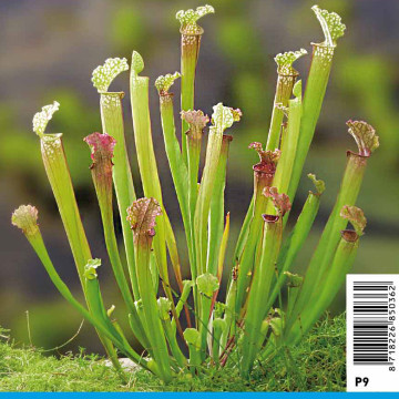 Sarracenia Stevensii 3,90 €