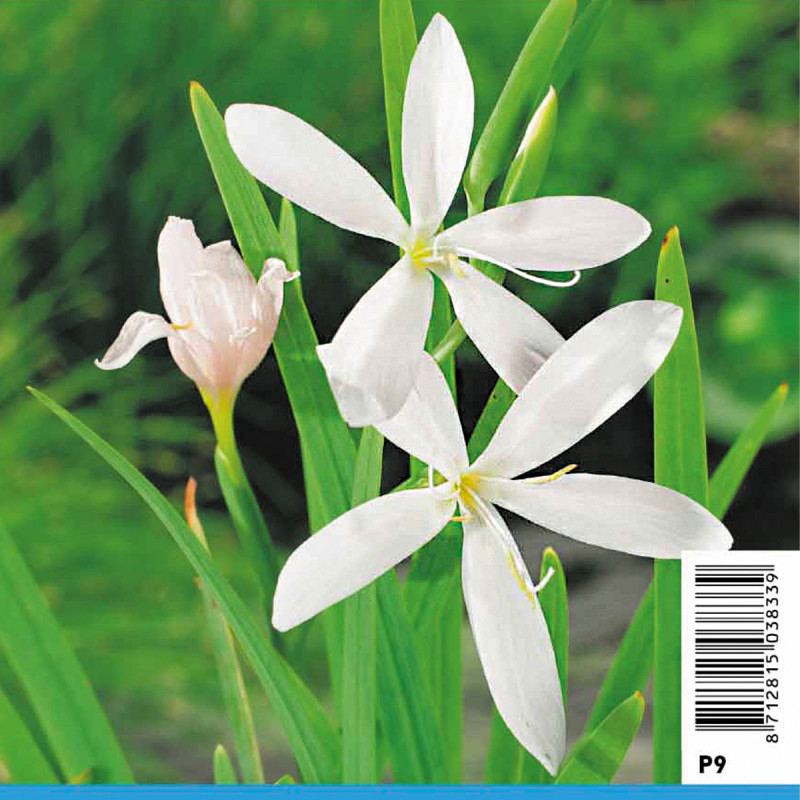 Schizostylis coccinea Alba - Glaieul des marais 3,50 €