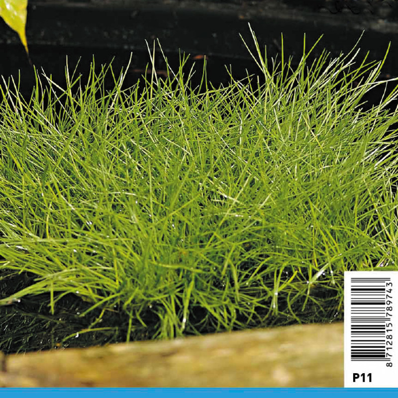 Scirpus Isolepis - Scirpe 3,90 €