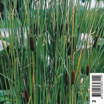 Typha laxmannii (gracilis) (massette/lisdodde)