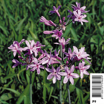 Tulbaghia violance - Thulbachia