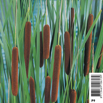 Typha augustifolia - Petite massette 3,50 €