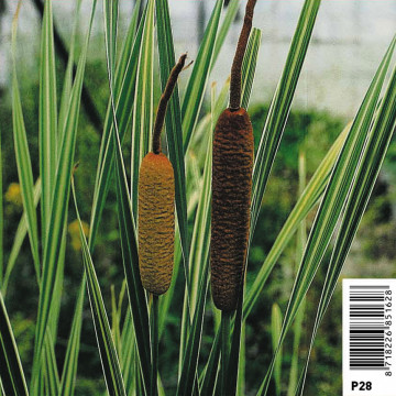 Typha latifolia Variegata - Massette strié