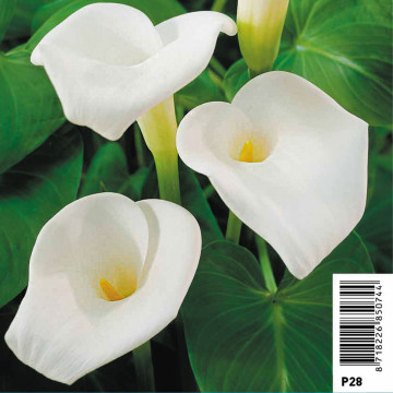 Zantedeschia aethiopica rose 5,00 €