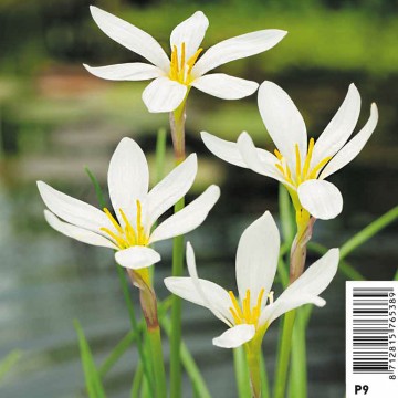 Zephyranthes candida - Lis Zéphir 3,10 €