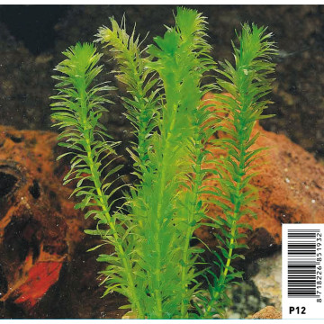 Elodea Densa