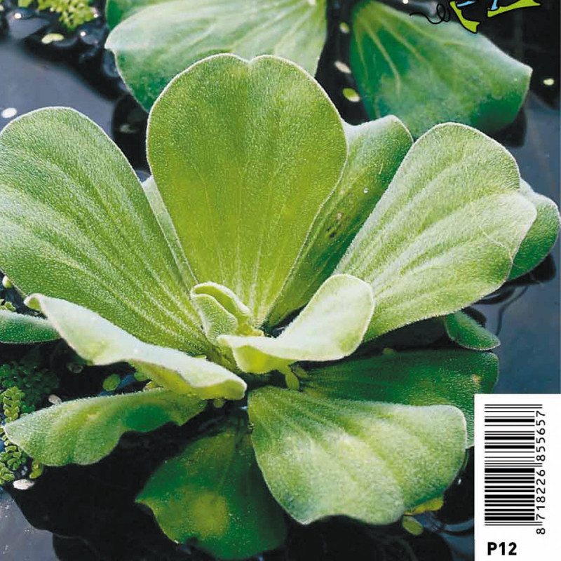 Pistia stratiotes