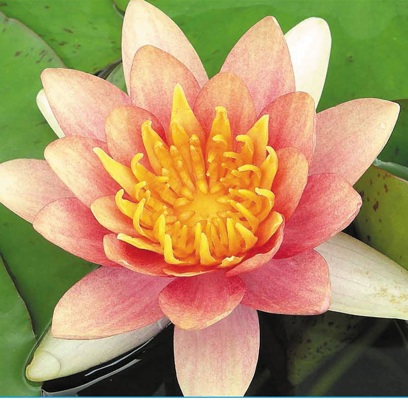 Nymphaea aurora 17,50 €