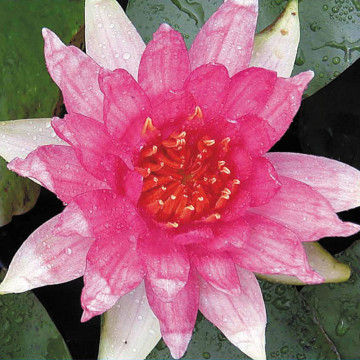 Nymphaea Red Spider