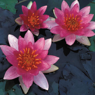 Nymphaea pygmea Rubra