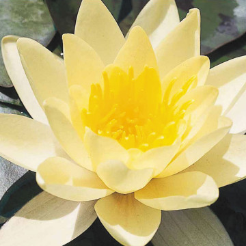 Nymphaea marliacea Chromatella