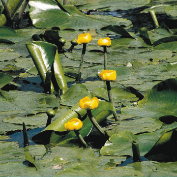 Nymphaea lutea